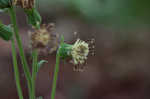 Rugel's Indianplantain <BR>Rugel's ragwort